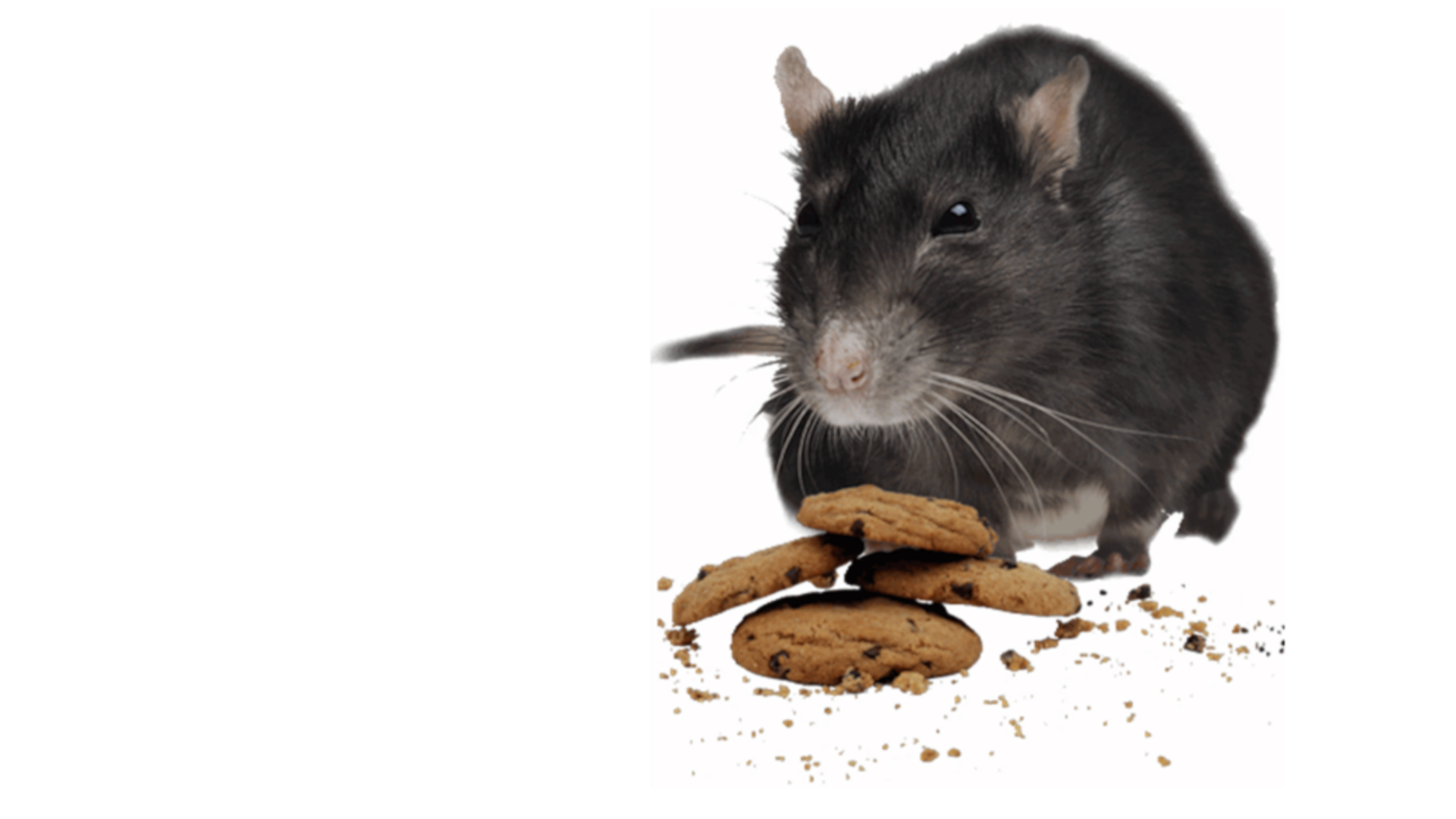 Mouse and cookies