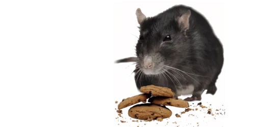 Mouse and cookies